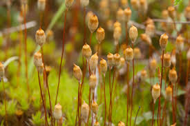 Attēlu rezultāti vaicājumam “Polytrichum commune”