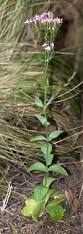 Image result for Centaurium erythraea