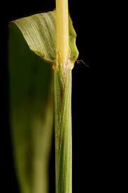 Attēlu rezultāti vaicājumam “Digitaria ischaemum leaf”