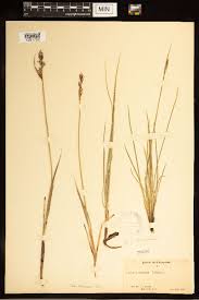 Attēlu rezultāti vaicājumam “Carex buxbaumii”