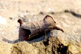 Attēlu rezultāti vaicājumam “Clostera curtula”