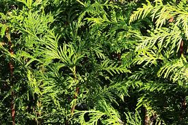 Attēlu rezultāti vaicājumam “Thuja occidentalis”