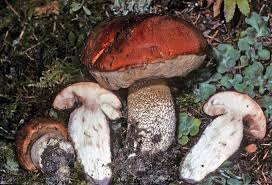 Attēlu rezultāti vaicājumam “Leccinum”