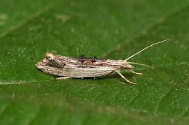 Attēlu rezultāti vaicājumam “Ypsolopha scabrella”