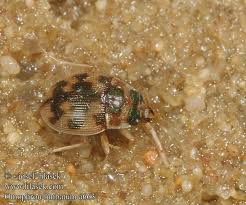 Attēlu rezultāti vaicājumam “Omophron limbatum”