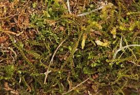 Attēlu rezultāti vaicājumam “Anastrophyllum minutum”