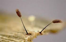 Attēlu rezultāti vaicājumam “Comatricha tenerrima spores”