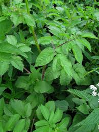 Attēlu rezultāti vaicājumam “Chaerophyllum aromaticum leaf”