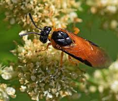 Attēlu rezultāti vaicājumam “Euura pedunculi”