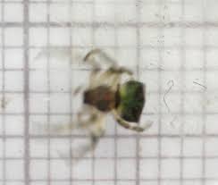 Attēlu rezultāti vaicājumam “Gibbaranea gibbosa”