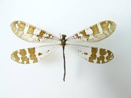 Attēlu rezultāti vaicājumam “Myrmeleontidae imago”