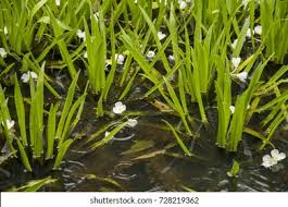 Attēlu rezultāti vaicājumam “Stratiotes aloides flower”