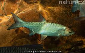 Image result for Aspius aspius