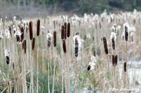 Attēlu rezultāti vaicājumam “Typhaceae”