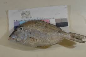 Image result for Calamus bajonado