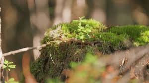 Attēlu rezultāti vaicājumam “Brachythecium rutabulum sporophyte”