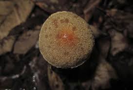 Attēlu rezultāti vaicājumam “Licea pusilla macro”