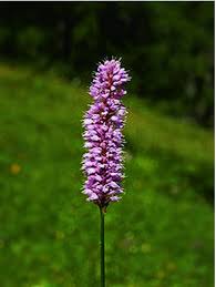 Attēlu rezultāti vaicājumam “Bistorta major fruit”