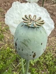Image result for Papaver somniferum