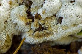 Attēlu rezultāti vaicājumam “Physisporinus sanguinolentus”