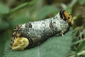 Attēlu rezultāti vaicājumam “Phalera bucephala larva”
