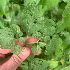 Attēlu rezultāti vaicājumam “Solanum nigrum leaf”