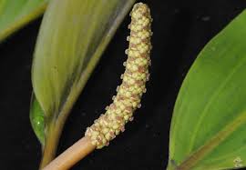 Attēlu rezultāti vaicājumam “Potamogeton trichoides leaf”