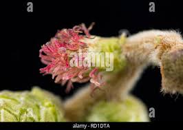 Attēlu rezultāti vaicājumam “Corylus avellana female flower”