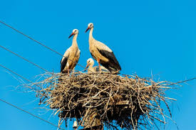 Attēlu rezultāti vaicājumam “Ciconia ciconia nest”