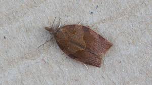 Attēlu rezultāti vaicājumam “Pandemis heparana”