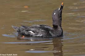 Attēlu rezultāti vaicājumam “Melanitta fusca male”