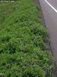 Attēlu rezultāti vaicājumam “Lathyrus japonicus subsp. maritimus flower”