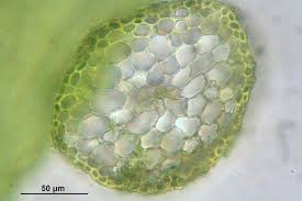 Attēlu rezultāti vaicājumam “Pseudotaxiphyllum elegans macro”