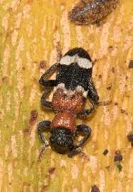 Attēlu rezultāti vaicājumam “Thanasimus formicarius”