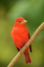 Image result for Piranga rubra