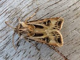 Attēlu rezultāti vaicājumam “Agrotis vestigialis”