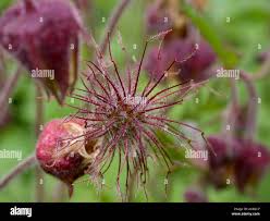 Attēlu rezultāti vaicājumam “Geum rivale fruit”
