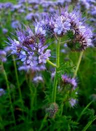 Image result for Phacelia