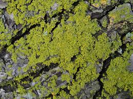 Attēlu rezultāti vaicājumam “Xanthoria candelaria”