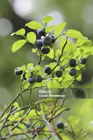 Attēlu rezultāti vaicājumam “Vaccinium myrtillus fruit”