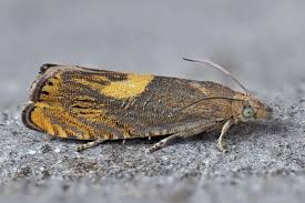 Attēlu rezultāti vaicājumam “Dichrorampha simpliciana”