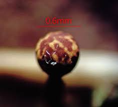 Attēlu rezultāti vaicājumam “Diderma subincarnatum young”