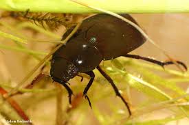 Attēlu rezultāti vaicājumam “Hydrochara caraboides”