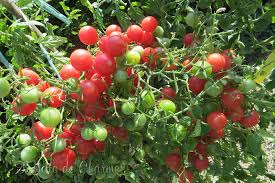 Afbeeldingsresultaat voor rose quartz tomato