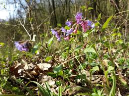 Image result for Lungenkraut