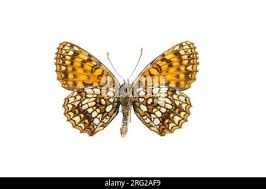 Attēlu rezultāti vaicājumam “Melitaea diamina upperside”