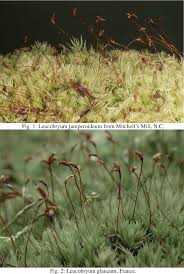 Attēlu rezultāti vaicājumam “Leucobryum juniperoideum”