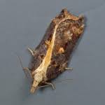 Attēlu rezultāti vaicājumam “Acleris cristana”