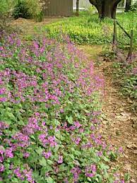 Attēlu rezultāti vaicājumam “Lunaria annua flower”