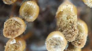 Attēlu rezultāti vaicājumam “Hemitrichia calyculata young”